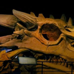 Game of Thrones Studio Tour with Private Chauffeur from Dublin