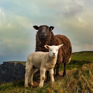 Cliffs of Moher, the Burren, Bunratty Castle Private Chauffeur Tour