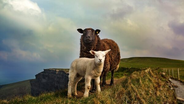 A photo of a resident sheep with her young lamb by the Cliffs of Moher, Ireland