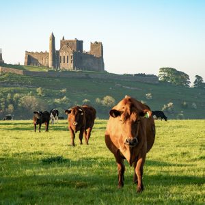 The Rock of Cashel with cows grazing in the foreground - visit the Rock and Blarney Castle on this Private Chauffeur Tour