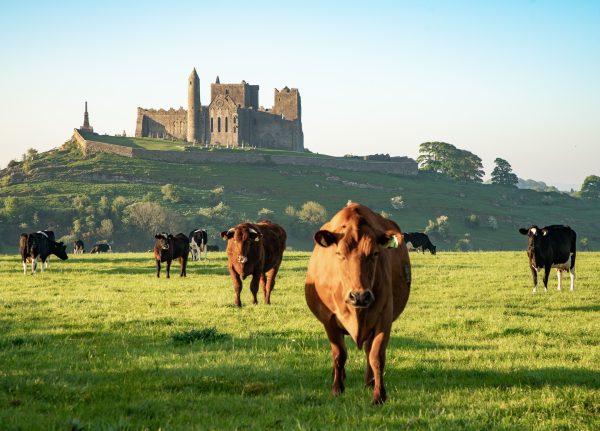 The Rock of Cashel with cows grazing in the foreground - visit the Rock and Blarney Castle on this Private Chauffeur Tour