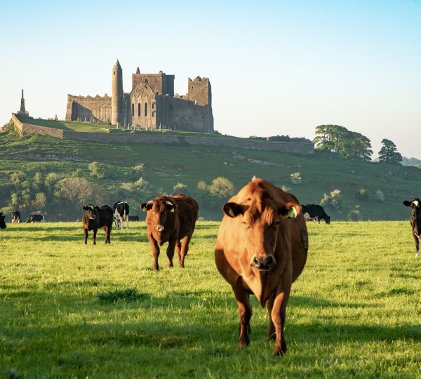 The Rock of Cashel with cows grazing in the foreground - visit the Rock and Blarney Castle on this Private Chauffeur Tour