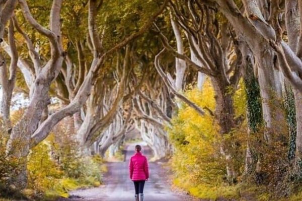 A photo looking along the famous Dark Hedges avenue near The Giant's Causeway. Take a private chauffeur tour there today.