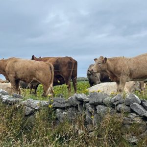 Cliffs of Moher, the Burren, Galway 2-day Private Chauffeur Tour from Dublin