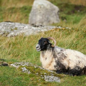 Connemara and Galway City 2-Day Private Chauffeur Tour