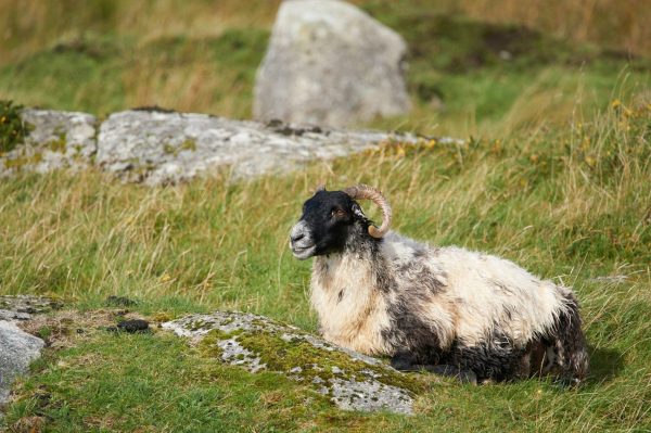 A goat sitting, included in our 2-day Connemara and Galway City private Chauffeur tour.